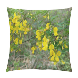Personality  Selective Focus Closeup Shot Of Cute Yellow Caesalpinia Flowering Plants Pillow Covers