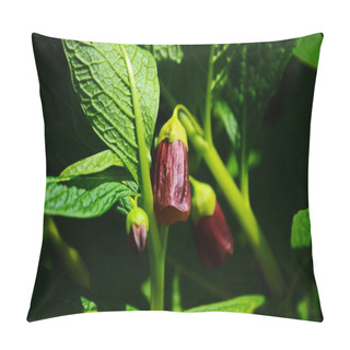 Personality  Deadly Nightshade - Atropa Belladonna Poisonous Plant Pillow Covers