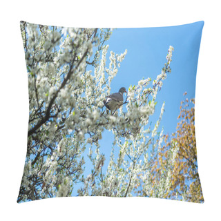 Personality  Pigeon Sitting On Branch With Flowers Of Cherry Blossom Tree In Botanical Garden Pillow Covers