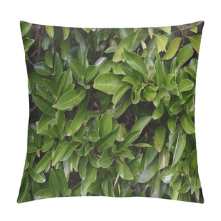 Personality  A Hedge Made Of Sweet Viburnum In Japan. Pillow Covers
