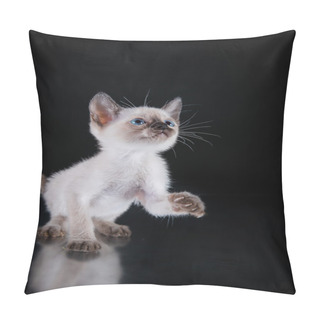 Personality  Burma Kitten. Portrait On A Black Background Pillow Covers