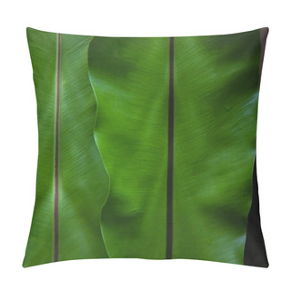 Personality  Close-up Shot Of Beautiful Banana Leaves As Background Pillow Covers