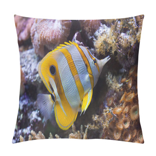 Personality  Copperband Butterflyfish (Chelmon Rostratus). Pillow Covers