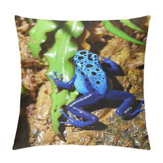 Personality  Colorful Blue Frog Sitting In Terrarium Pillow Covers