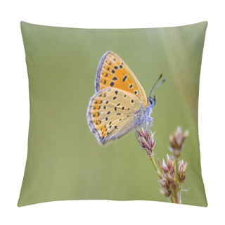 Personality  Sooty Copper Butterfly On Rush Pillow Covers