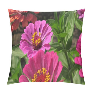 Personality  Multicolored Flowers In The Park In Summer. Beautiful Flowers Tsiniya Bloom In The Garden. Flower Business. Beautiful Flower Garden Blooms In Spring. Pillow Covers