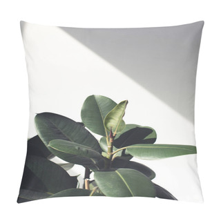 Personality  Ficus Plant With Sunlight Pillow Covers