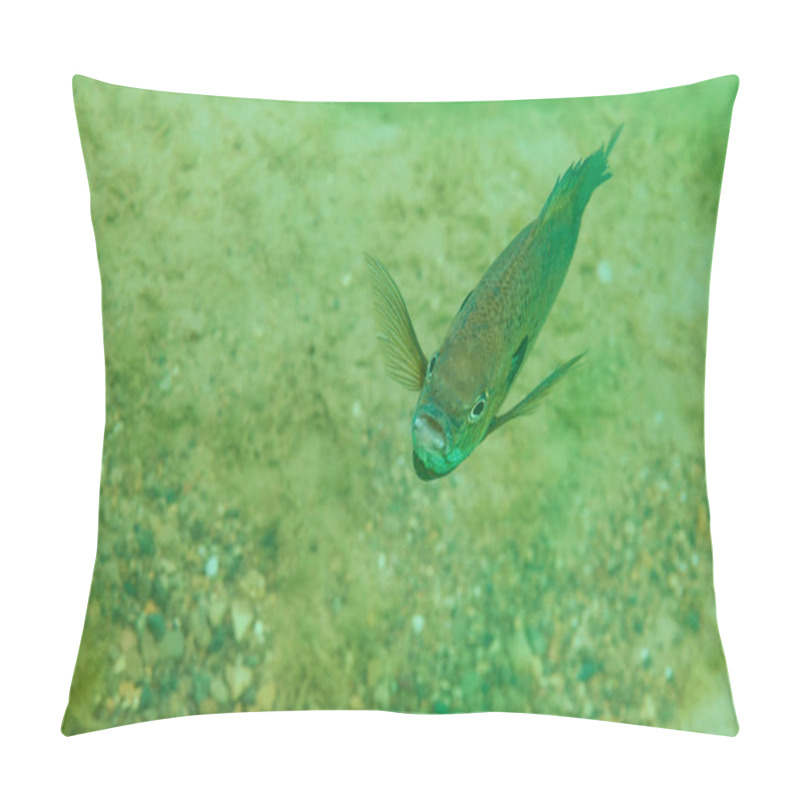 Personality  Close-up Of A Curious Bluegill In A Michigan Inland Lake Pillow Covers