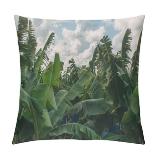 Personality  Green Palm Leaves Against Sky With White Clouds  Pillow Covers