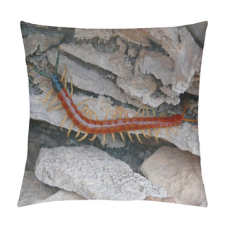 Personality  Giant Desert Centipede 1 Pillow Covers