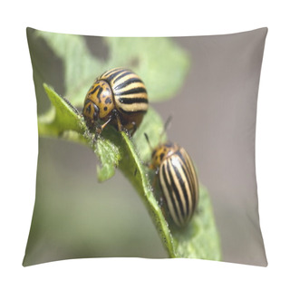 Personality  The Colorado Potato Beetle Pillow Covers