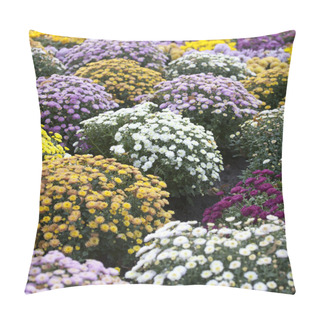 Personality  Flowerbed Made From Colorful Chrysanthemums Pillow Covers