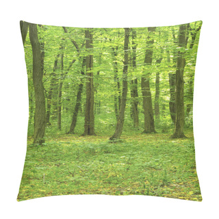 Personality  Breathtaking View As The Sun Shines Through The Forest On A Misty Day Pillow Covers