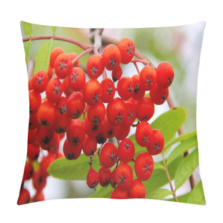 Personality  Rowan Berries Pillow Covers