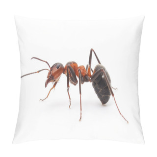 Personality  Isolated Red Ant Pillow Covers