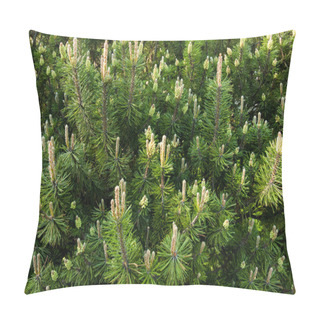 Personality  Young Cones Of Spruce. Nature Composition Pillow Covers