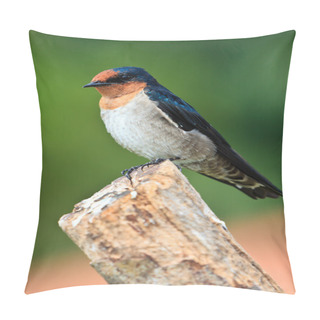 Personality  Swallow Bird Sitting On A Branch Pillow Covers
