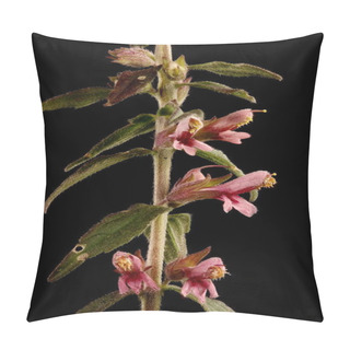 Personality  Red Bartsia (Odontites Vulgaris). Inflorescence Detail Closeup Pillow Covers