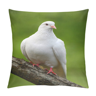 Personality  Rock Dove Or Common Pigeon Or Feral Pigeon In Kent, UK. White Dove (pigeon) Sitting On A Branch Facing Right With Green Background. White Dove (Columba Livia) In Kelsey Park, Beckenham, Greater London Pillow Covers