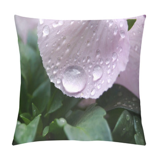 Personality  Clost Up Water Drops On  Viola Flower In Japanese Garden Pillow Covers