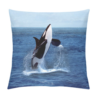Personality  ORQUE EPAULARD Orcinus Orca Pillow Covers
