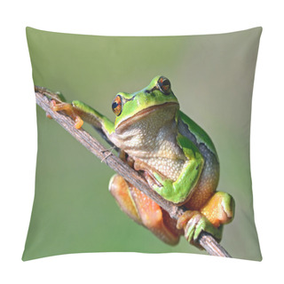 Personality  Frog Is In A Natural Habitat Pillow Covers