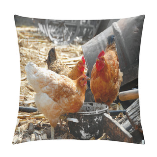 Personality  Hens In Rustic Farm Yard Pillow Covers