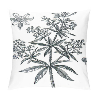 Personality  Dyer's Madder (Rubia Tinctorum) Pillow Covers