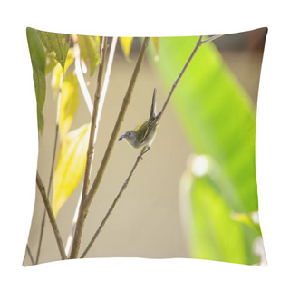 Personality  The Vibrant Chestnut-sided Warbler (Setophaga Pensylvanica) Graces North American Woodlands. This Agile Songbird, Adorned With Distinctive Chestnut Markings, Brings Lively Colors And Cheerful Melodies To The Forest Canopy.  Pillow Covers