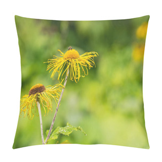 Personality  Heartleaf Oxeye With Yellow Petals Pillow Covers