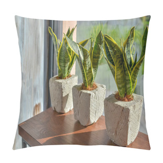 Personality  Three Snake Plants In Creative Clay Pots On Light Grey Grunge Background Pillow Covers