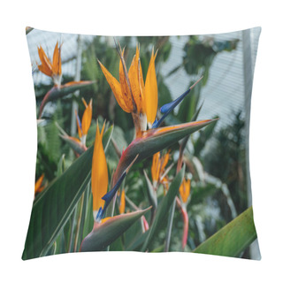 Personality  Exotic Strelitzia Flowers In Greenhouse Setting, The Exotic Beauty Of Bird Of Paradise Strelitzia Reginae Flowers, Showcasing Their Vibrant Orange And Blue Petals Pillow Covers