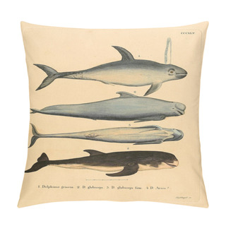 Personality  Illustration Of Marine Mammal. Die Saugthiere In Abbildungen Nach Der Natur, Mit Beschreibungen. 1778 Pillow Covers