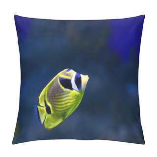 Personality  Raccoon Butterfly Fish. This Is A Recognizable Butterfly Fish With A Beautiful, Expressive Color. Anal And Abdominal Fins, The Abdomen And Mouth Bright Yellow, Closer To The Back Color Darkens. Oblique Dark Rays Stretch Throughout The Body, Merging C Pillow Covers