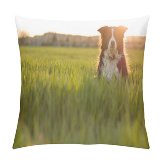 Personality  Lying And Sitting Dog- Border Collie On A Spring Meadow Full Of Wild Green Grass At Sunset. Pillow Covers