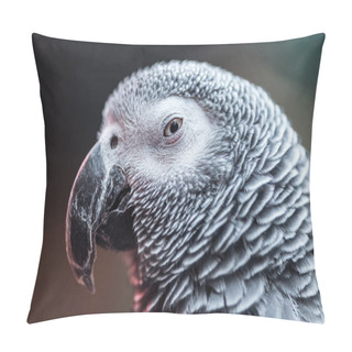 Personality  Close Up View Of Vivid Grey Fluffy Parrot Looking At Camera Pillow Covers