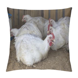 Personality  Broiler Chickens In Homemade Chicken House 2 Pillow Covers