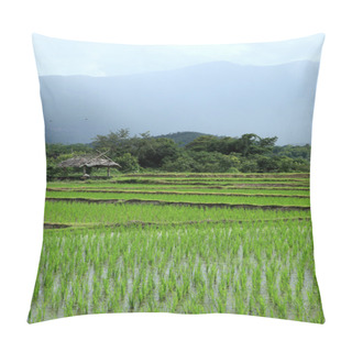 Personality  Green Rice Field In Countryside, Chiang Mai, Thailand Pillow Covers