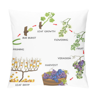 Personality  Annual Growth Life Cycle Of Grapevine Isolated On White Background. Grapevine Development And Ripening Stages Pillow Covers