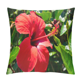 Personality  Vivid Big Red Hibiscus Flower With Green Leaves Is Growing On A Bush  In Summertime. Blooming Of Tropical Flower Hibiscus Pillow Covers