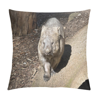 Personality  The Common Wombat Is  Searching For Food Pillow Covers