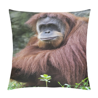 Personality  Orangutan (Pongo Pygmaeus), Borneo, Indonesia Pillow Covers