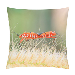 Personality  Stinkbug Mating In The Natural Pillow Covers