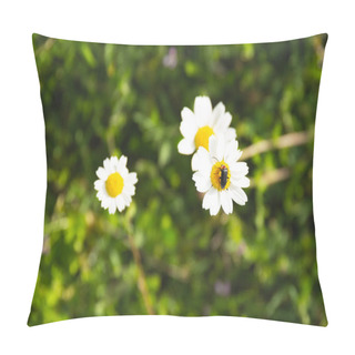 Personality  Natural Spring Daisy In The Meadow Pillow Covers