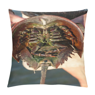Personality  Horseshoe Crab Closeup Pillow Covers