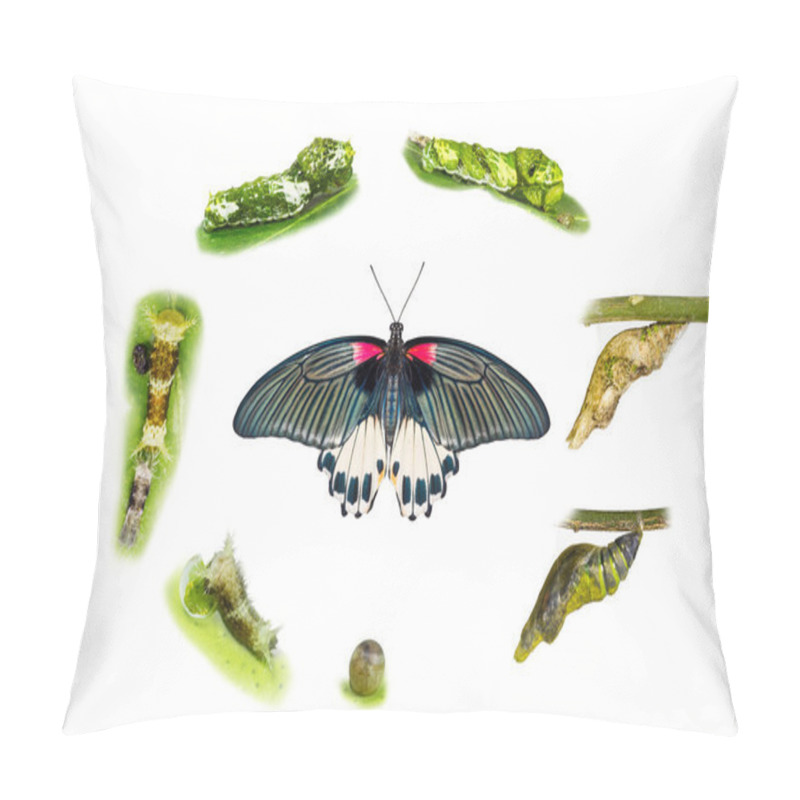 Personality  Life Cycle Of Female Great Mormon Butterfly Pillow Covers