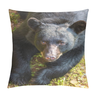 Personality  Big Brown Bear In Tennessee, USA Pillow Covers