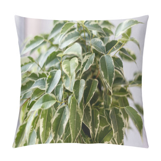 Personality  Close Up View Of Ficus Benjamina Kinky Leaves Pillow Covers