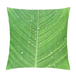 Personality  Rain Drops On Green Leaf Of Tropical 'Ctenanthe Compressa' Plant Pillow Covers