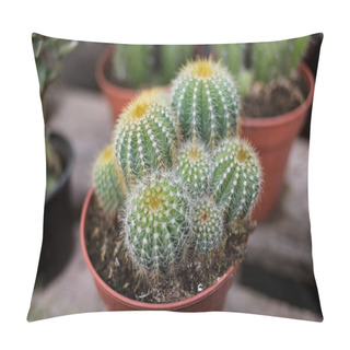 Personality  Cactus Top View, Photo Taken In A Store Selling Plants, Seedlings And Seeds. Soft Focus Pillow Covers